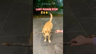 Drop it failsjunior goldenretriever happy dropit love cuteshortsviral shorts trending [upl. by Aribold]