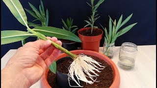 How to grow Oleander plant from cutting [upl. by Wain]