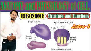 Ribosomes  Structure Composition and Functions of Ribosomes  Large subunit and Small Subunit [upl. by Tegdig]