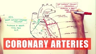 Ophthalmic Artery  Anatomy Branches amp Relations [upl. by Werra]