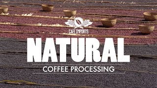 Natural Coffee Processing [upl. by Enilekcaj]