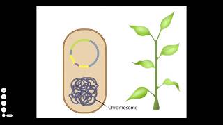 Agrobacterium A Plant Gene Transfer Vector [upl. by Ayhdnas166]