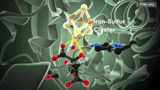 How Enzymes Work from PDB101 [upl. by Pussej]