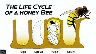 The Life Cycle of a Honey Bee  The First 21 Days of Honey Bees Life [upl. by Yelnet136]