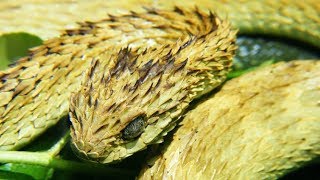 Striking Facts About Viper Snakes [upl. by Fotinas]