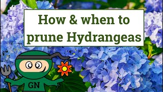 How and when to prune Hydrangeas [upl. by Nilrak]