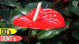 ANTHURIUM PLANT CARE TIPS – INDOOR FLOWERING PLANT [upl. by Acined]