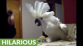 Cockatoo engages in hilarious argument with owner [upl. by Coshow]