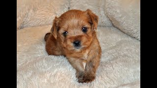 Yorkie Puppies 4 weeks old [upl. by Goeselt]