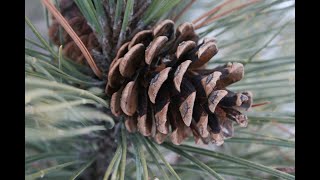 How to identify red pine Pinus resinosa [upl. by Orofselet]