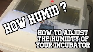 Get the correct humidity in your incubator [upl. by Nunci]