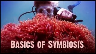 Symbiosis Mutualism Commensalism and Parasitism [upl. by Yruama]