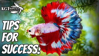 Top 10 Tips To Make Your Betta Fish Happy [upl. by Annoyek]