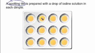 The starch amp amylase experiment [upl. by Ynney667]