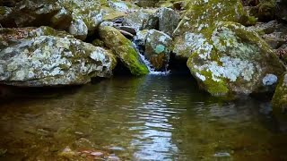 Water Stream Ambience Soft amp Soothing Flowing Water [upl. by Nosyt180]