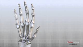 Hand Anatomy Animated Tutorial [upl. by Gardia950]